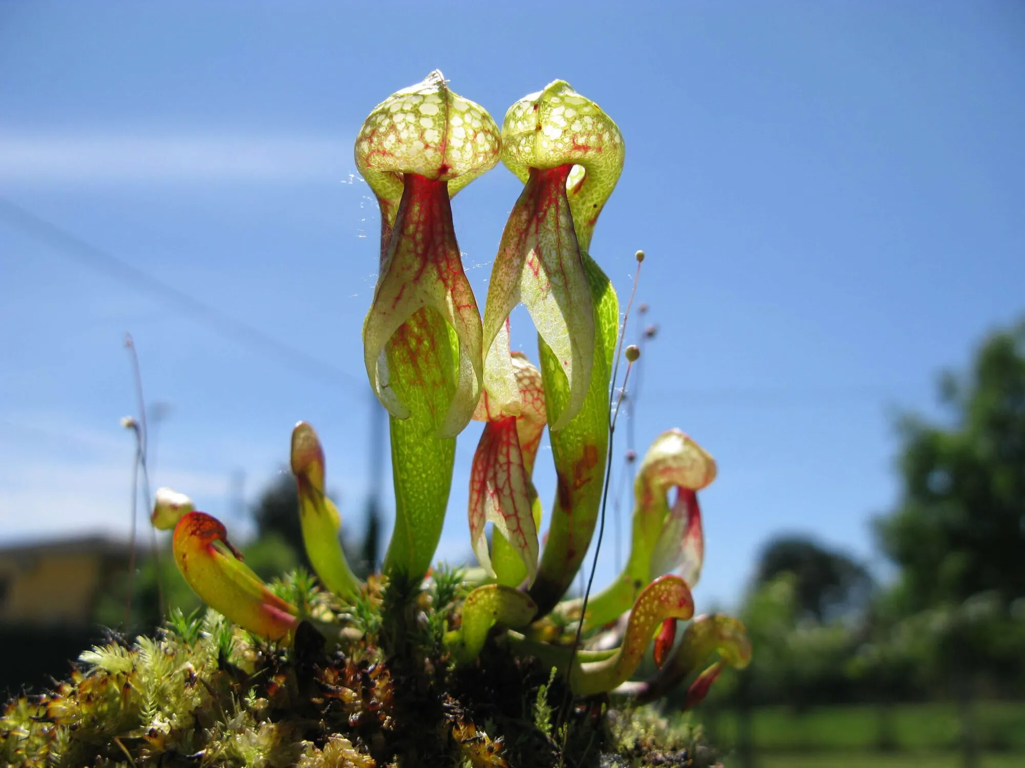 SUBSTRATO CARNIVORE DARLINGTONICA CALIFORNICA - immagine 4
