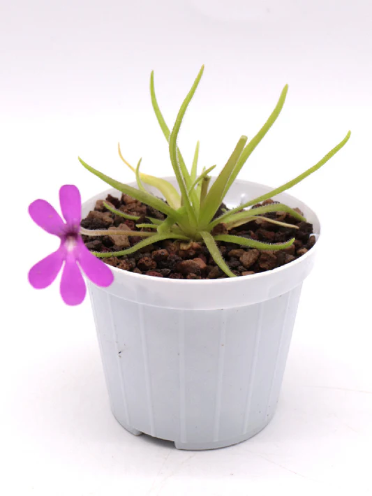 SUBSTRATO CARNIVORE PINGUICULA MESSICANA - immagine 5