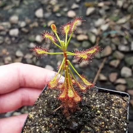 SUBSTRATO CARNIVORE DROSERA MADAGASCARIENSIS - immagine 3