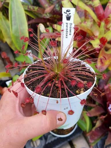 SUBSTRATO CARNIVORE DROSERA PARADOXA - immagine 3