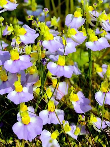 SUBSTRATO CARNIVORE UTRICULARIA TERRESTRE - immagine 3